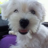 In de auto..