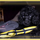Verleidelijke puppy-oogjes