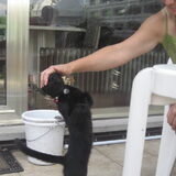 Foto van ~Saartje & de chihuahua roedel ~