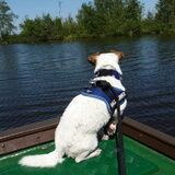 Varen, Nieuwkoopse Plassen.