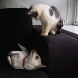 Foto van Jantina, Laila & Luna