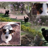 Met zijn spaans jack-russell-vriendinnetje Mirsa van 5 maanden oud…