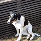 Lizzy in de zon