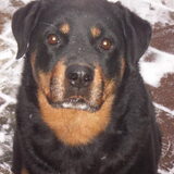 dit was onze eerste hond Ira rotweiler