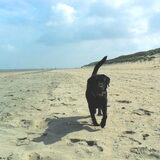 Weekendje in Zeeland samen met de hondjes