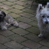 Foto van Diane, Luna en Jessie