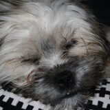 Foto van Diane, Luna en Jessie