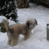 Foto van Diane, Luna en Jessie