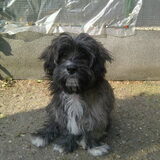 Mijn hondje snoopy