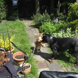 Zilla, Bo en Witley