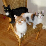 Luna, Gina en Lizzy