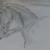 Paard