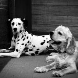 Jolie en Billie wachten aan de deur