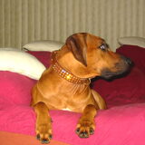 Foto van Rhodesian
