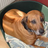 Foto van Rhodesian