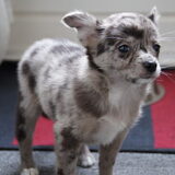 8 weekjes oud