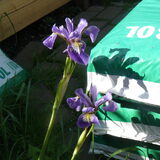 vijvertje (bloem) 3