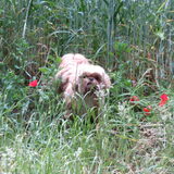 Foto van liesbeth,Turbo,Luna, Levi en Faith