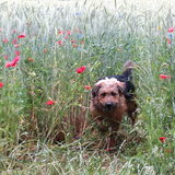 Foto van liesbeth,Turbo,Luna, Levi en Faith