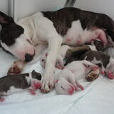 Bullminion moeder Missy met de pups enkele dagen oud