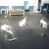 jazz pop en sady in de tuin