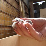 Foto van liesbeth,Turbo,Luna, Levi en Faith