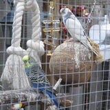 Foto van liesbeth,Turbo,Luna, Levi en Faith