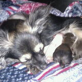 op 22 mei 2012 zijn 4 mooie :) verschillende pups geboren 2 reutjes en…
