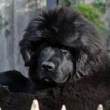 dit is nero 10 mdn oud onze nieuwe aanwinst van gerben en rob van…