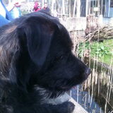 hond kijkt naar otter...