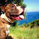 Op de berg met Rayo in Corfu!