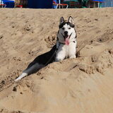 De eerste dagen na adoptie (2011). Voor het eerst op het strand.
