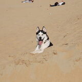 De eerste dagen na adoptie (2011). Voor het eerst op het strand.