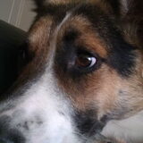 Dit is enzo