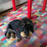 Pepper