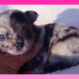 Foto van chihuahua lovers