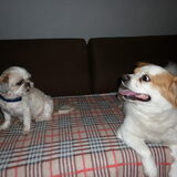 21 febr. 2012: Spicy geadopteerd,ze was zwaar verwaarloosd. De eerste…