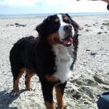 duxi opt strand mei 12