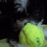 MIJN TENNISBAL! (6 juni 2012, precies 3,5 maand oud)