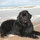 Joy aan het strand (na dat ze in bad is geweest..)