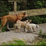 Donna, Google, Binkie