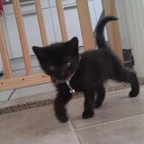 is kitty geen sgtjee(L)
