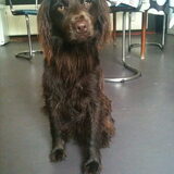 Bedauwde hond