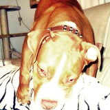 Foto van Chre & Djago & Anisa & Elvis