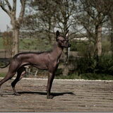 Chien Noble Sagan, geboren 11-1-2011