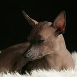 Chien Noble Fanon, geboren 11-1-2011