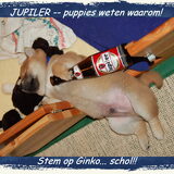 Ginko van de Kerselereveld, zoon van Daimaru en Bluey. Uit ons eerste…