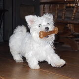 Hier is Gina 9 weekjes oud.