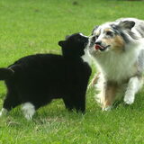 Merle met poes Luna