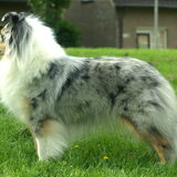 Merle 26 maanden oud